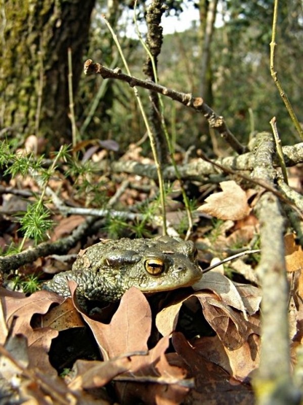 Ovatura sovversiva? No appena deposta (Rana dalmatina)